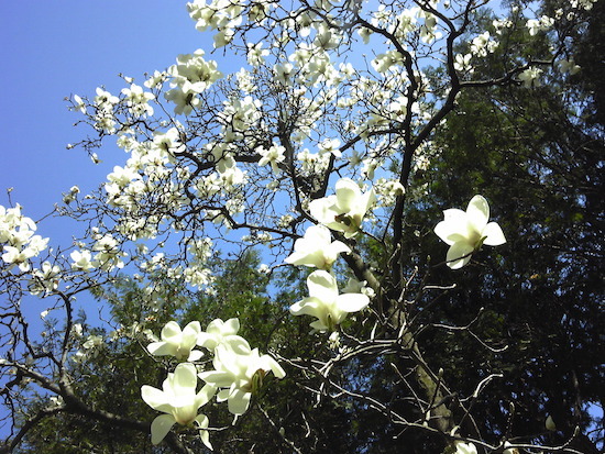 200312_magnolia.jpg